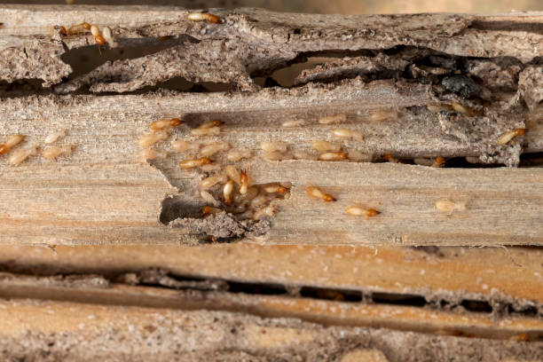 Best Termite Control Services  in Taylors Falls, MN